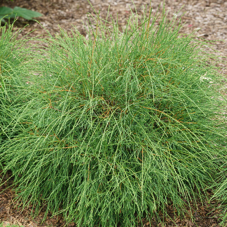 WHIP IT GOOD® Thuja occid | Proven Winners® – Creekside Nursery, Inc