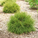Thuja occidentalis shrub in a container plant pot