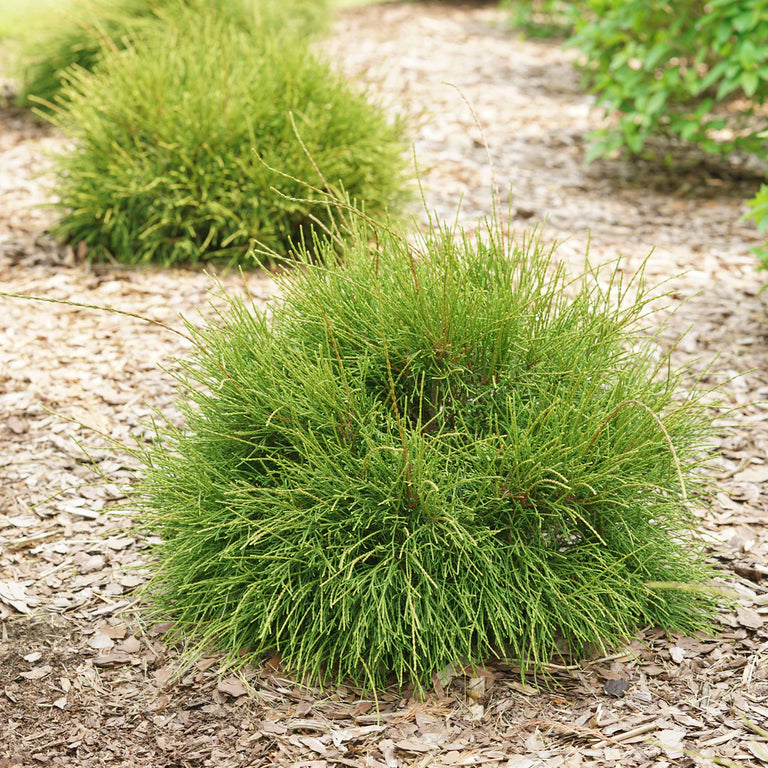 WHIP IT GOOD® Thuja occid | Proven Winners® – Creekside Nursery, Inc
