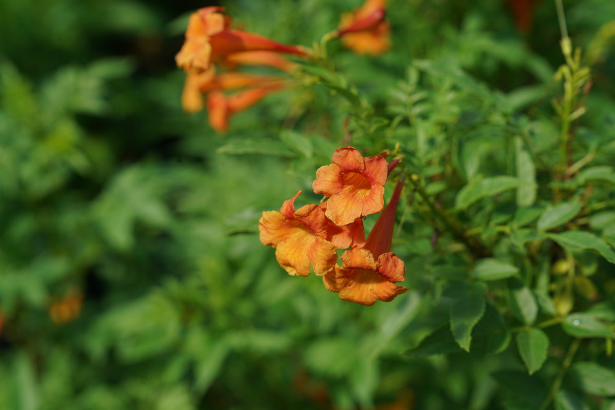 Chicklet Orange Trumpet Bush with orange trumpet flowers