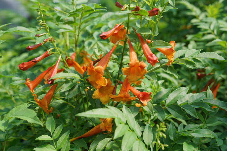 orange pot plants CHICKLET® Orange Trumpet Bush, Esperanza – Creekside Nursery, Inc