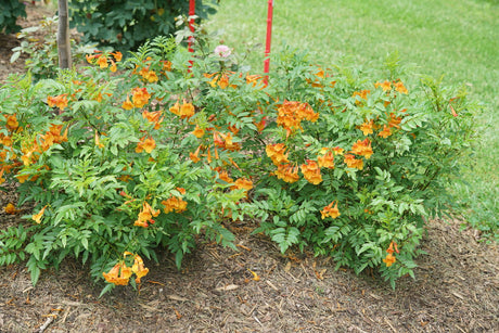 CHICKLET Orange trumpet bush with orange blooms in pot