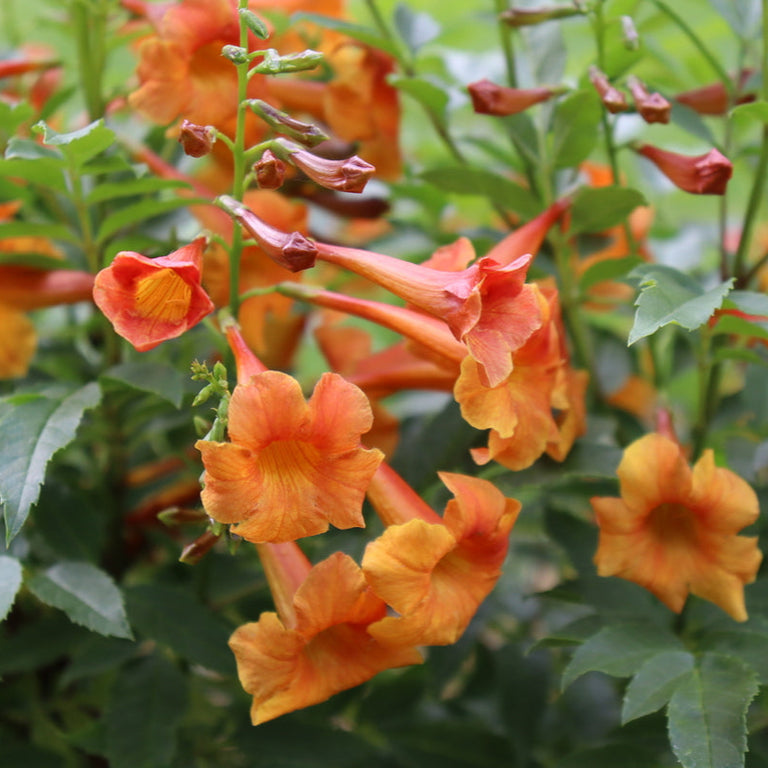 orange pot plants CHICKLET® Orange Trumpet Bush, Esperanza – Creekside Nursery, Inc