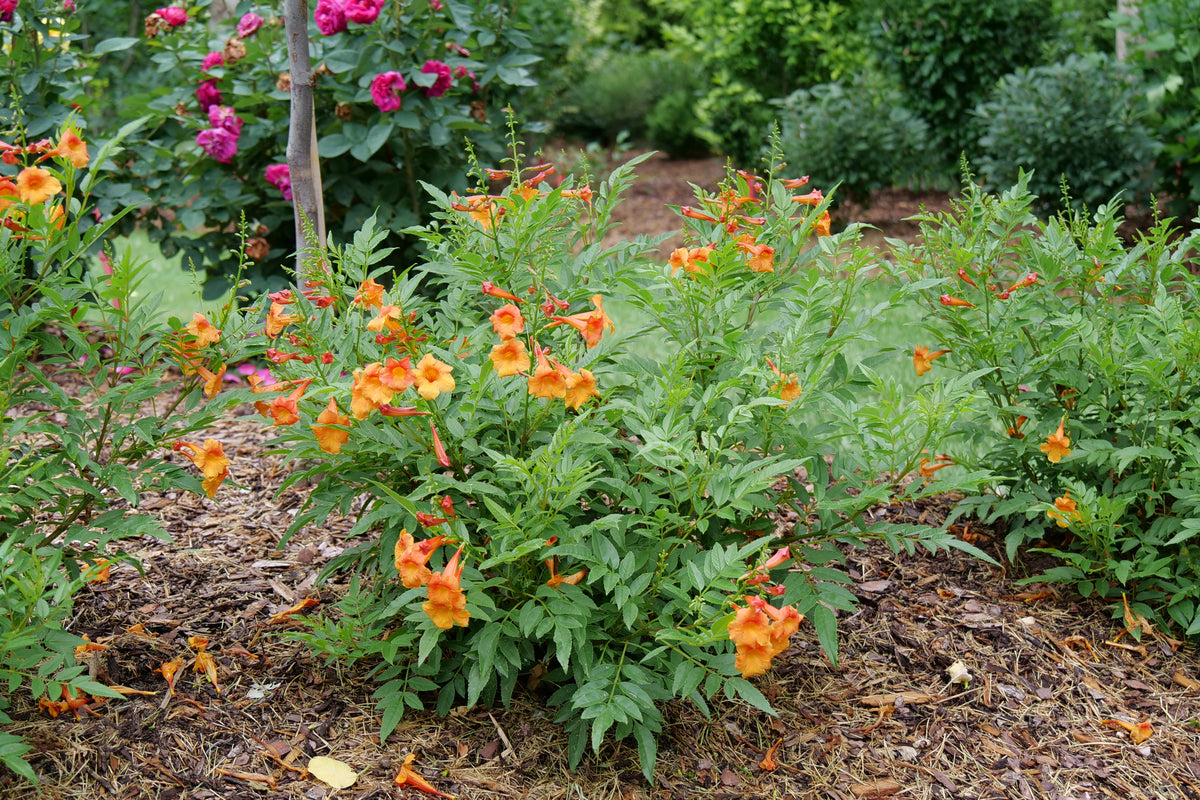 Chicklet orange trumpet bush with orange blooms in pot
