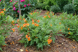 Chicklet orange trumpet bush with orange blooms in pot