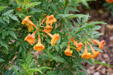 Chicklet Orange trumpet bush with orange flowers in a pot