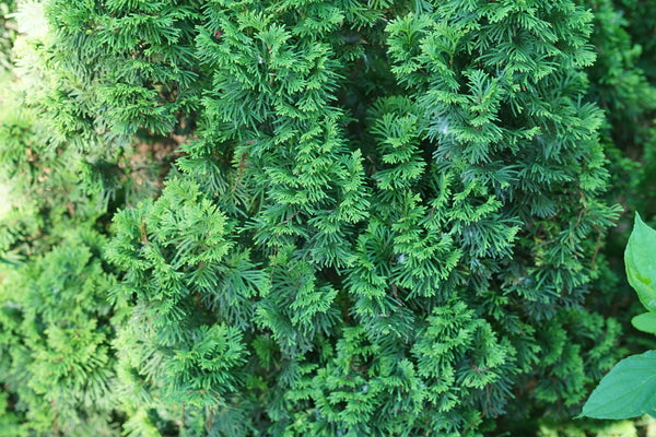 STING® Arborvitae – Creekside Nursery, Inc