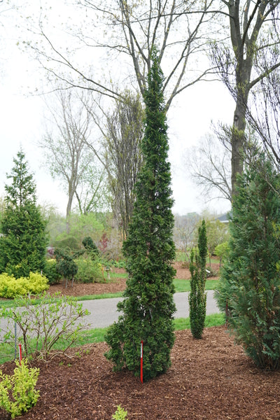 thuja columna 150-175 STING® Arborvitae – Creekside Nursery, Inc