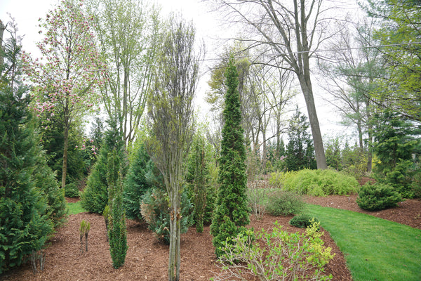 STING® Arborvitae – Creekside Nursery, Inc