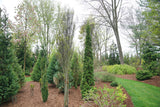 STING Arborvitae in a decorative nursery pot