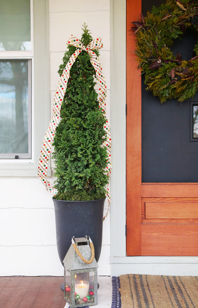 STING® Arborvitae – Creekside Nursery, Inc