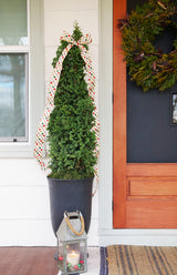 STING arborvitae in a container with dense green foliage