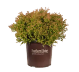 Arborvitae Fire Chief in a nursery container