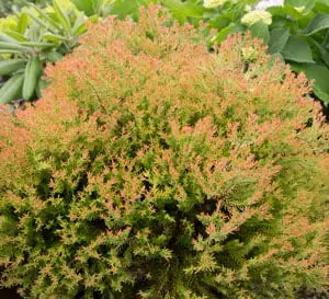 Arborvitae Fire Chief™ in a nursery pot
