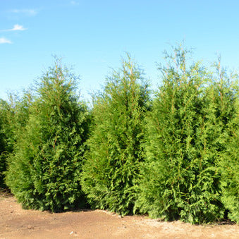 SASQUATCH™ Dark Green Thuja occid | Proven Winners® – Creekside