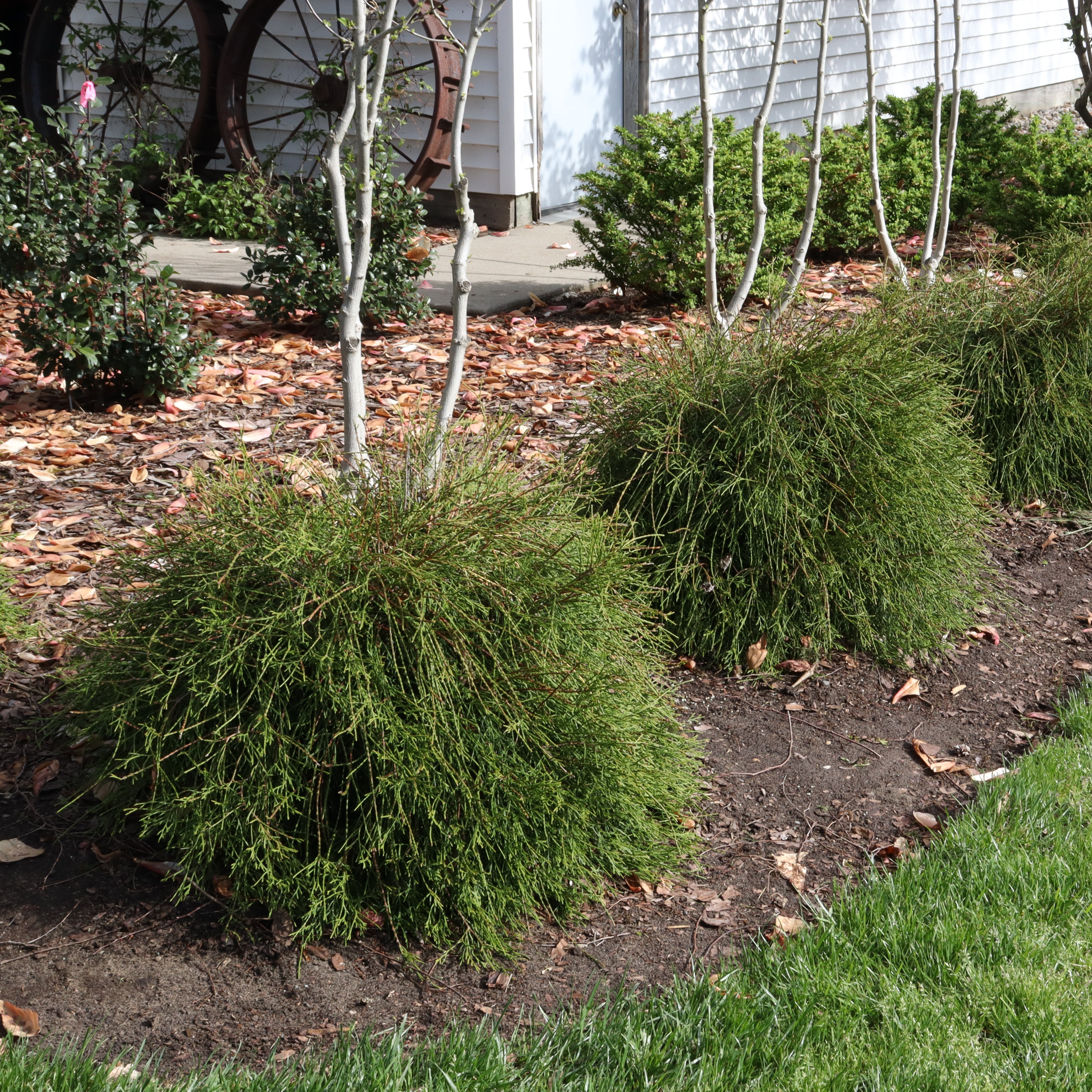 WHIP IT GOOD® Thuja occid | Proven Winners® – Creekside Nursery, Inc