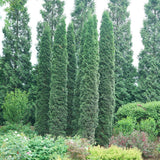 Full Speed a Hedge Thin Man arborvitae in a pot