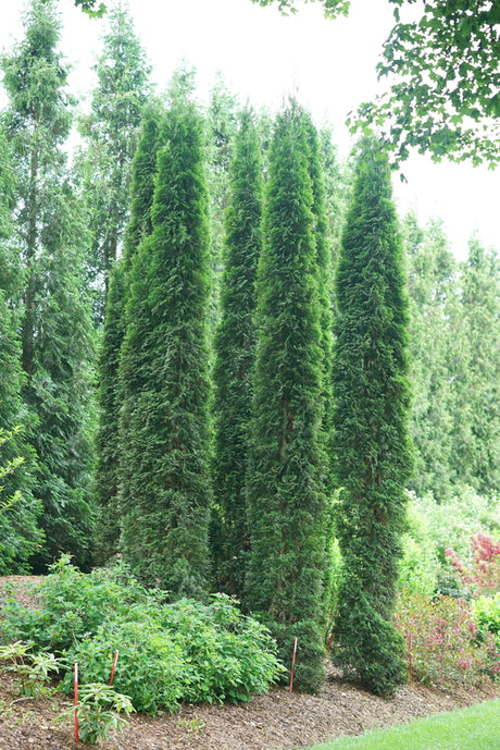 Full Speed a Hedge Thin Man arborvitae in a nursery pot