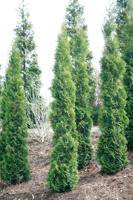 Full Speed A Hedge Thin Man arborvitae in a nursery pot