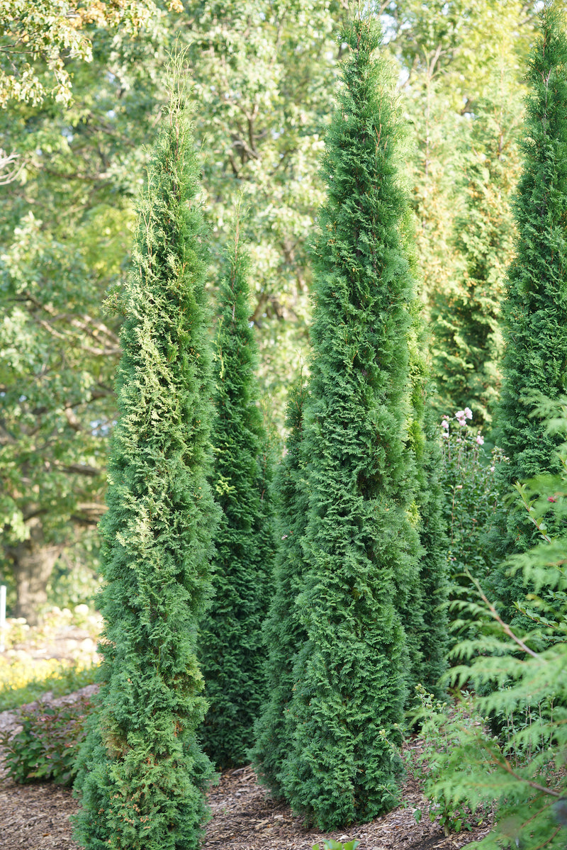 Full Speed A Hedge Thin Man arborvitae in a nursery pot