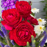 Tiamo™ rose with pink blooms in a pot