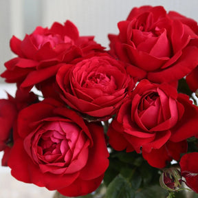 Tiamo rose with pink blooms in a nursery pot