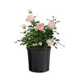 Top Cream rose in a nursery pot with white blooms