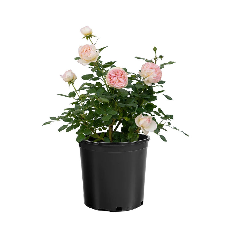 Top Cream™ Rose | Star® Roses – Creekside Nursery, Inc