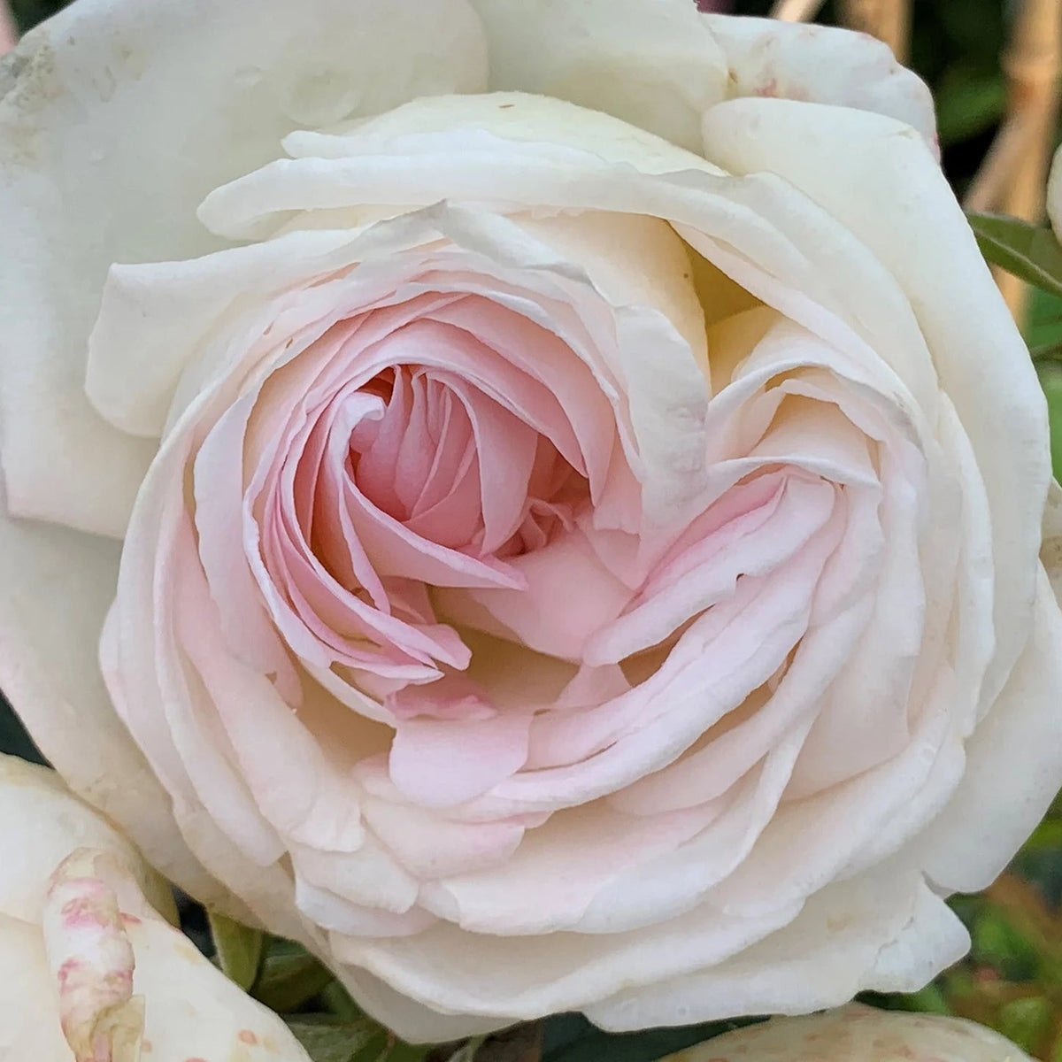 Top Cream rose with pale cream blooms in a pot