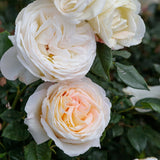 Top Cream rose with pale cream blooms in a pot