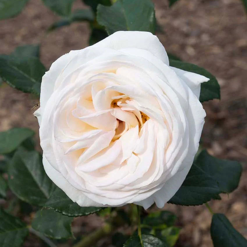 Top Cream rose with pale cream blooms in a pot