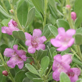 Trailblazer Silver Texas Sage in a container