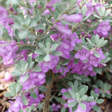 Silver Texas sage in a pot with silvery foliage and purple blooms