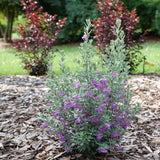 Trailblazer™ Silver Texas Sage in a nursery pot