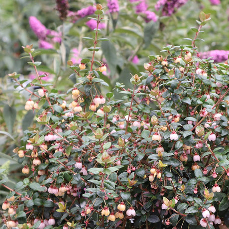 CANDYBOX Chilean guava plant in a pot