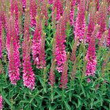 Veronica ‘Aspire’ | Creekside Champions™