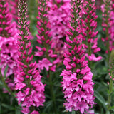 Veronica ‘Aspire’ | Creekside Champions™