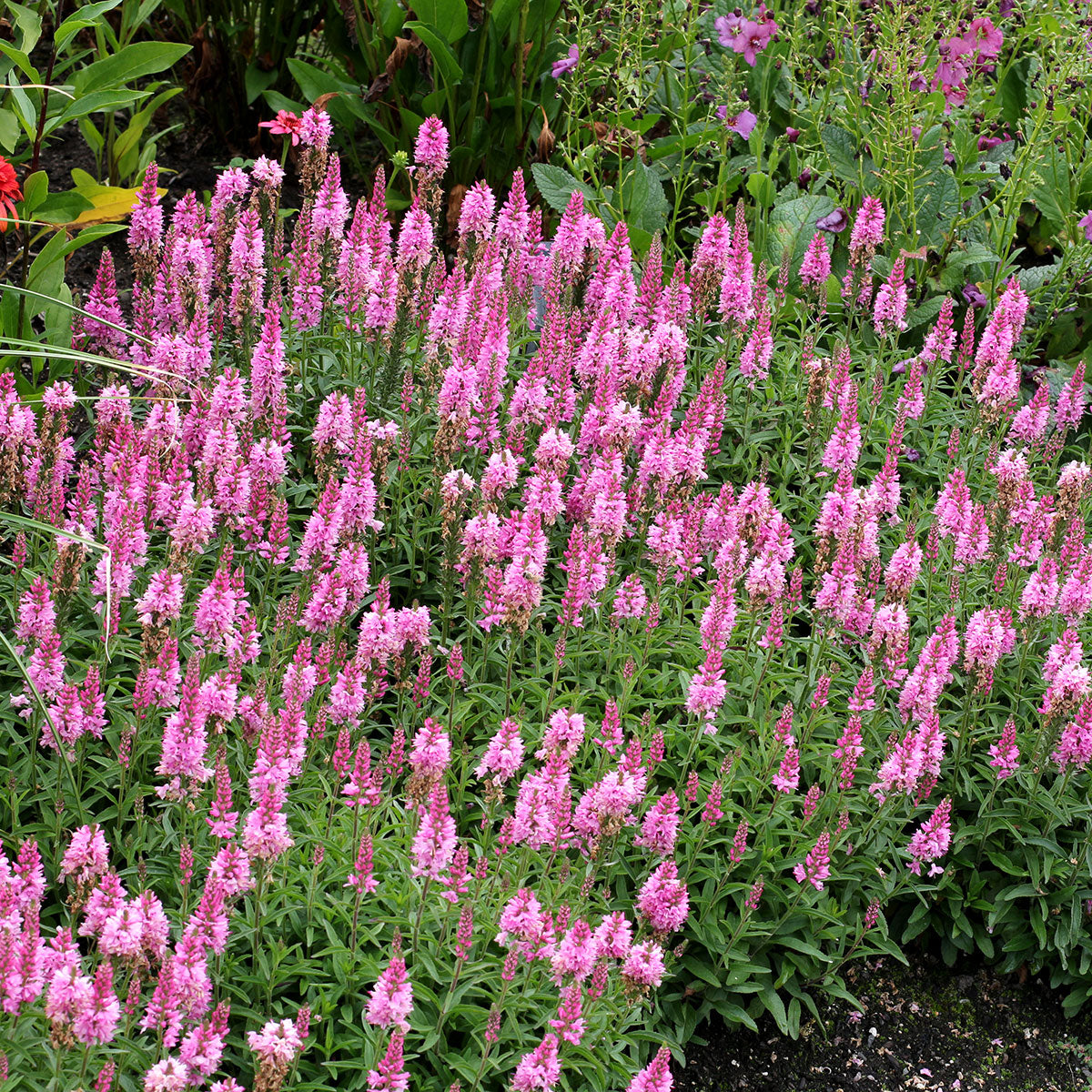 Veronica ‘Aspire’ | Creekside Champions™