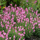 Veronica ‘Aspire’ | Creekside Champions™