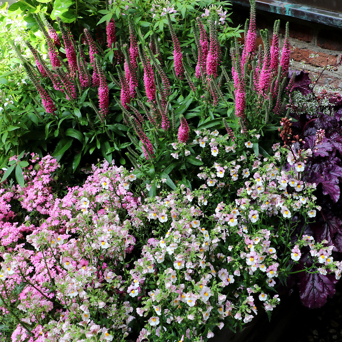 Veronica ‘Aspire’ | Creekside Champions™