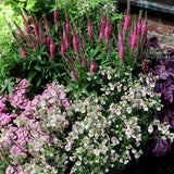 Veronica ‘Aspire’ | Creekside Champions™