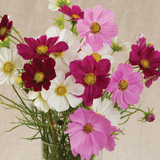 Versailles Mix Cosmos Seeds