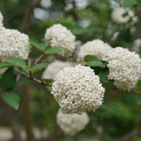 Koreanspice viburnum with white blooms in a pot