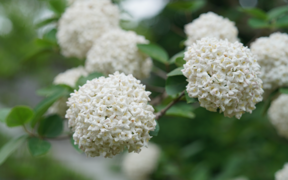 SPICE COWBOY® Koreanspice viburnum in a nursery pot
