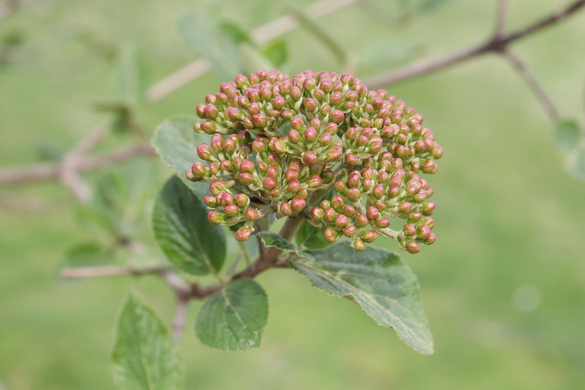 SPICE COWBOY Korean spice viburnum shrub in a pot