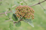 SPICE COWBOY Korean spice viburnum shrub in a pot