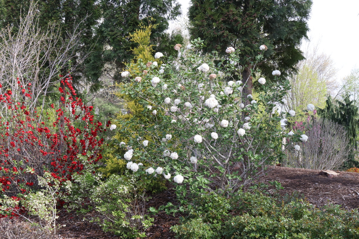 Koreanspice viburnum with white blooms in a pot