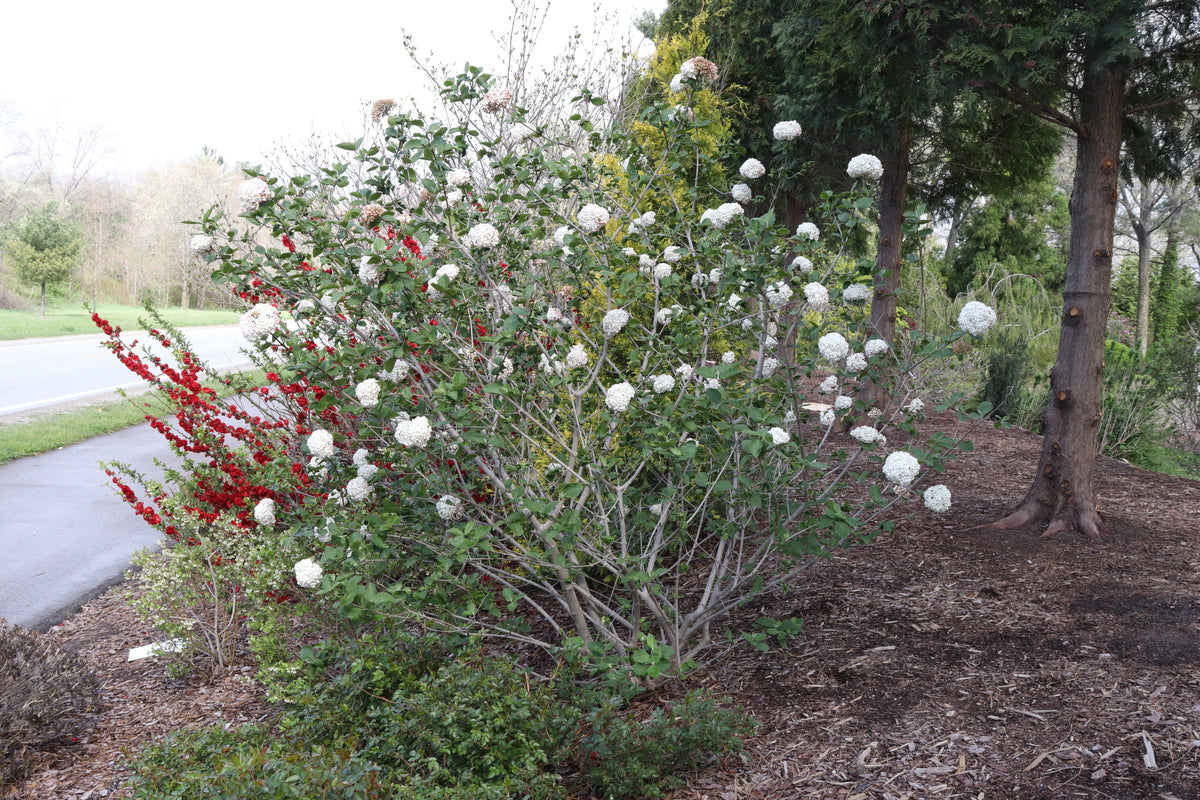 SPICE COWBOY® Koreanspice viburnum in a nursery pot