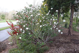 SPICE COWBOY® Koreanspice viburnum in a nursery pot