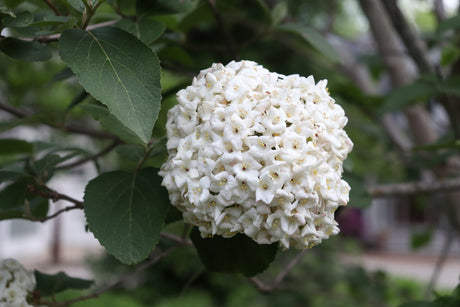 SPICE COWBOY® Koreanspice viburnum in a nursery pot